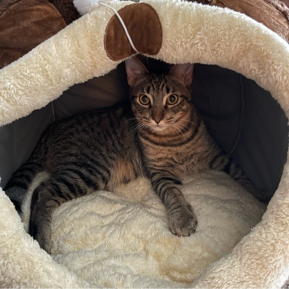 Meet your Posher, Amanda - Picture 7 of 9